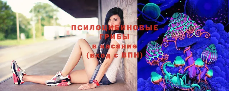 Галлюциногенные грибы Psilocybe  Жирновск 